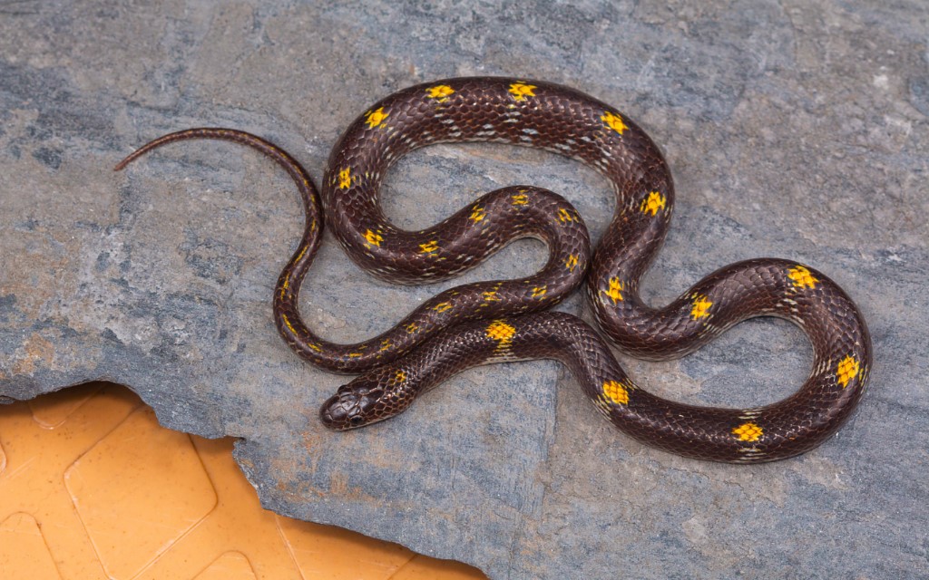 Barred Wolf Snake